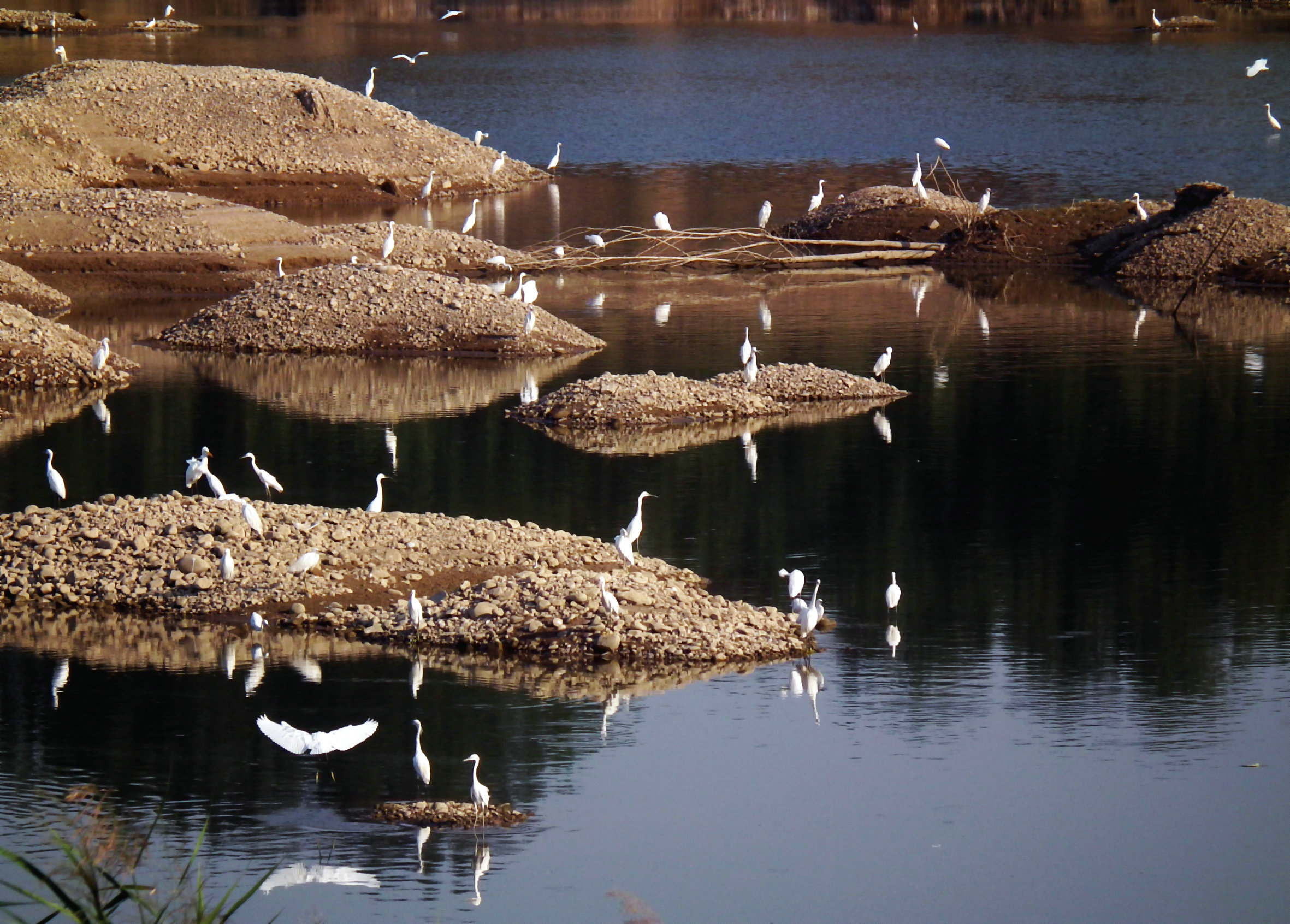 是否在洛浦东段修建白鹭湖主题浅滩湿地公园