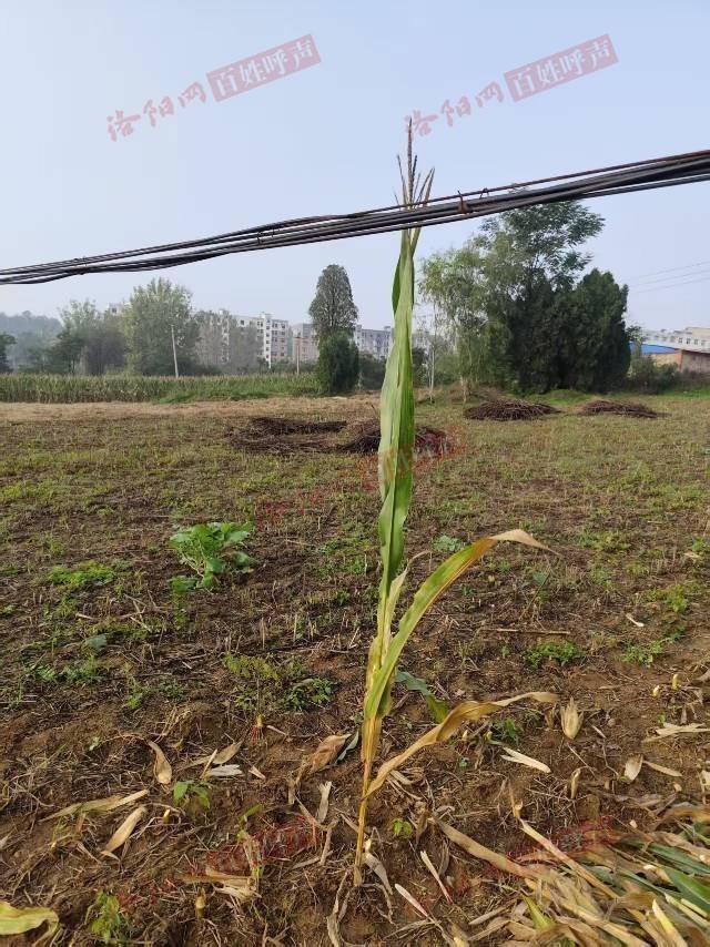 洛阳网百姓呼声