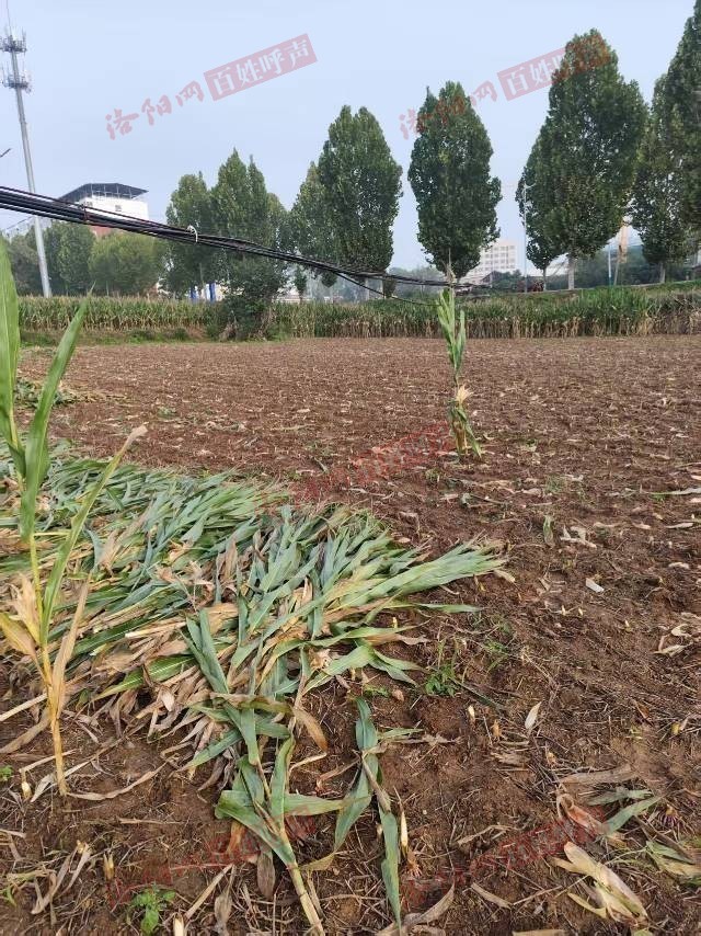 洛阳网百姓呼声